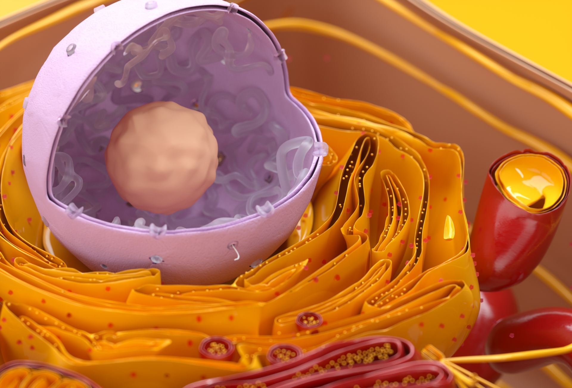 多能性幹細胞とは異なる、体性幹細胞について