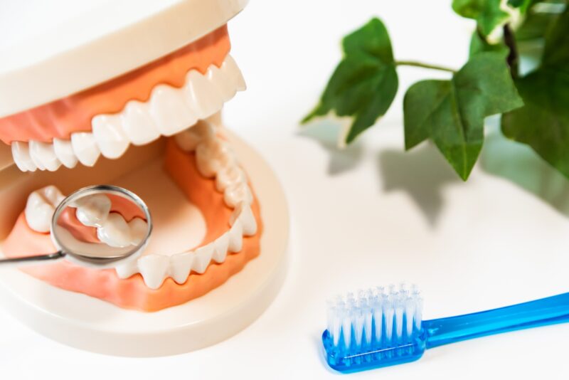 「歯」の再生医療の未来について